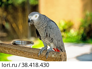 A large grey parrot of zhako , sitting on a tree branch. Стоковое фото, фотограф Оксана Медведева / Фотобанк Лори