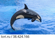 Killer whale, grampus, orca in the jump (2013 год). Редакционное фото, фотограф Михаил Аккуратoв / Фотобанк Лори