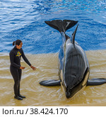 Woman and Killer whale (grampus, orca) (2013 год). Редакционное фото, фотограф Михаил Аккуратoв / Фотобанк Лори