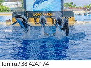 Four Killer whales, (grampus, orca)  in the jump (2013 год). Редакционное фото, фотограф Михаил Аккуратoв / Фотобанк Лори