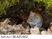 Обыкновенная полевка (microtus arvalis) Стоковое фото, фотограф Вячеслав Орос / Фотобанк Лори