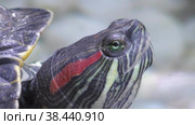 The head of a red-eared turtle or Yellow-bellied turtle (Latin. Trachemys scripta) Стоковое видео, видеограф Владимир Галкин / Фотобанк Лори