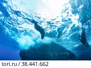 Galapagos fur seal (Arctocephalus galapagoensis) swimming in tropical underwaters. Lion seal in under water world. Observation of wildlife ocean. Scuba diving adventure in Ecuador coast. Стоковое фото, фотограф Aleksandr Golubev / Фотобанк Лори