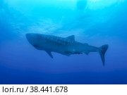 Whale shark (Rhincodon typus) mammal swimming in tropical underwaters. Shark in underwater wild animal world. Observation of wildlife ocean. Scuba diving adventure in Ecuador coast. Copy space. Стоковое фото, фотограф Aleksandr Golubev / Фотобанк Лори
