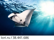 Manta Ray (Batomorphi) cartilaginous fish swimming in tropical underwaters. Manta in underwater wild animal world. Observation of wildlife ocean. Scuba diving adventure in Ecuador coast. Copy space. Стоковое фото, фотограф Aleksandr Golubev / Фотобанк Лори
