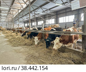 Orange Cows on Farm. Red cows eating hay in the stable at cowshed. Dairy cows on dairy farm, agriculture industry, farming and animal husbandry concept. Стоковое фото, фотограф Ирина Михайличенко / Фотобанк Лори