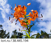 Вид снизу на цветущую ланцетолистную или тигровую лилию (лат. Lilium lancifolium Thunb (Lilium tigrinum Ker-Gawl.) в каплях дождя на фоне голубого неба с облаками. (2021 год). Стоковое фото, фотограф Елена Яворская / Фотобанк Лори