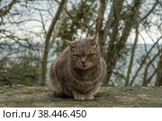 Бездомный кот на улице города. Брошенные животные. голодные, грустные коты. День, Весна. Россия. Стоковое фото, фотограф Виктор Истомин / Фотобанк Лори