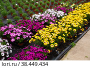 Potted Dimorphotheca in greenhouse. Стоковое фото, фотограф Яков Филимонов / Фотобанк Лори