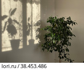Фикус. Стоковое фото, фотограф Алексей Фомин / Фотобанк Лори