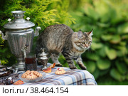Чаепитие в саду. Самовары, варенье, кружка чая, печенье на столе в летнем саду. Русские традиции. Кошка крадет еду со стола. Стоковое фото, фотограф Photojuli / Фотобанк Лори