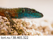 Colored head of a lizard in the bright sun, closeup. Стоковое фото, фотограф Татьяна Лобанова / Фотобанк Лори
