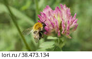 Замедленная съемка шмеля (Bombus hypnorum), поедающего нектар на цветке клевера и затем улетающего. Макросъемка. Стоковое видео, видеограф Mixail59 / Фотобанк Лори