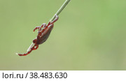 Самка лугового клеща (Dermacentor marginatus) сидит  на зеленой травинке. в ожидании своей жертвы. Макросъемка. Стоковое видео, видеограф Mixail59 / Фотобанк Лори