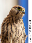 Обыкновенная пустельга, сокол (Falco tinnunculus) Стоковое фото, фотограф Вячеслав Орос / Фотобанк Лори