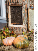 Bee hive. Lots of bees. Autumn honey fair in Moscow. (2018 год). Редакционное фото, фотограф Photojuli / Фотобанк Лори