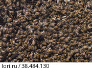 Bee hive. Lots of bees. Autumn honey fair in Moscow. (2018 год). Редакционное фото, фотограф Photojuli / Фотобанк Лори
