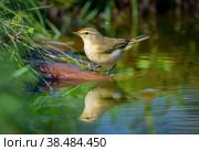 The Common chiffchaff bird stands on a rock sticking out of a pond and looks at its reflection. Стоковое фото, фотограф Игорь Кляхин / Фотобанк Лори