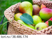 Fresh pears from local market packed in reusable net bags, eco-friendly shopping concept with copy space. Стоковое фото, фотограф Подгорная Юлия / Фотобанк Лори