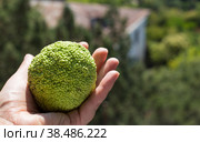 Maclure pomifera or Adam's Apple fruit in hand closeup. Medicinal plants of Crimea. Стоковое фото, фотограф Мария Кошелева / Фотобанк Лори