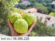 Maclure pomifera or Adam's Apple fruit in hand closeup. Medicinal plants of Crimea. Стоковое фото, фотограф Мария Кошелева / Фотобанк Лори