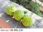 Maclure pomifera or Adam's Apple fruit. Medicinal plants of Crimea. (2019 год). Стоковое фото, фотограф Мария Кошелева / Фотобанк Лори