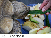 African spurred tortoise (LVL. Geochelone sulcata) Стоковое фото, фотограф Владимир Галкин / Фотобанк Лори