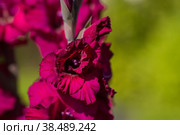 Gladiolus, sword-Lily, maroon gladiolus blooms in the garden. Close-up of gladiolus flowers. Bright gladiolus flowers in summer. Large flowers and buds on a green background. Стоковое фото, фотограф Photojuli / Фотобанк Лори