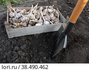 Подготовительные работы к осенней посадке чеснока – перекопка земли. чеснок в ящике. Стоковое фото, фотограф Наталья Сухорукова / Фотобанк Лори