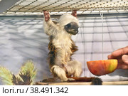 Monkey Oedipus Tamarin. Стоковое фото, фотограф Владимир Галкин / Фотобанк Лори