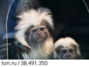 Monkey Oedipus Tamarin. Стоковое фото, фотограф Владимир Галкин / Фотобанк Лори