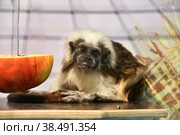 Monkey Oedipus Tamarin. Стоковое фото, фотограф Владимир Галкин / Фотобанк Лори