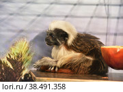 Monkey Oedipus Tamarin. Стоковое фото, фотограф Владимир Галкин / Фотобанк Лори