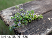 Fresh bunch of cut grass Glechoma hederacea on a wooden background, low depth of field. Стоковое фото, фотограф Мария Кошелева / Фотобанк Лори