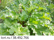 Rhubarb. A large green rhubarb Bush grows in the garden. Medicinal plants of the garden. Стоковое фото, фотограф Мария Кошелева / Фотобанк Лори