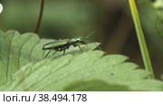 Самка жука Узконадкрылка (Oedemera nobilis) на зеленом листе растения, готовится к взлету. Макросъемка. Стоковое видео, видеограф Mixail59 / Фотобанк Лори