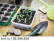 Young green tomato seedlings in the tray. Стоковое фото, фотограф Мария Кошелева / Фотобанк Лори