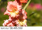 Gladiolus, sword-Lily, pink gladiolus blooms in the garden. Close-up of gladiolus flowers. Bright gladiolus flowers in summer. Large flowers and buds on a green background. Стоковое фото, фотограф Photojuli / Фотобанк Лори