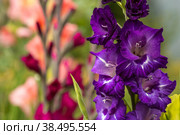 Gladiolus, sword-Lily, purple and yellow gladiolus bloom in the garden. Close-up of gladiolus flowers. Bright gladiolus flowers in summer. Large flowers and buds on a green background. Стоковое фото, фотограф Photojuli / Фотобанк Лори