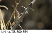 Макросъемка личинки саранчи (Acrididae), сидящей на колючей ветке шиповника. Стоковое видео, видеограф Mixail59 / Фотобанк Лори