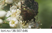 Жук Бронзовка золотистая (Cetonia aurata) ест пыльцу на белых цветах рябины. Макросъемка. Стоковое видео, видеограф Mixail59 / Фотобанк Лори