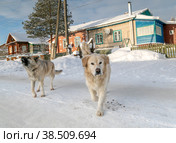 Поселок городского типа Сусанино, Костромская область, Сусанинский район в зимний солнечный день. Две большие лохматые деревенские собаки на дороге идут встречу, одна из них и лает (2022 год). Стоковое фото, фотограф Наталья Николаева / Фотобанк Лори