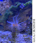 Цериантус, трубчатый анемон (Cerianthus Membranaceus, Purple Tube Anemone). Алуштинский аквариум, Крым (2022 год). Редакционное фото, фотограф Мария Кылосова / Фотобанк Лори