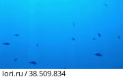 Стайка черных рыбешек плывет на глубину в бирюзовой морской воде. Стоковое видео, видеограф Цыбин Вадим / Фотобанк Лори