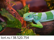 Striped Fijian iguana (Latin. Brachylophus fasciatus) Стоковое фото, фотограф Владимир Галкин / Фотобанк Лори