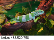 Striped Fijian iguana (Latin. Brachylophus fasciatus) Стоковое фото, фотограф Владимир Галкин / Фотобанк Лори
