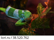 Striped Fijian iguana (Latin. Brachylophus fasciatus) Стоковое фото, фотограф Владимир Галкин / Фотобанк Лори