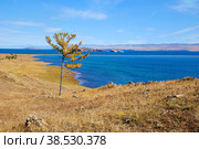 Autumn landscape. Yellow larch on the shore of Lake Baikal. Small sea, Kurma. Стоковое фото, фотограф Виктория Тельминова / Фотобанк Лори
