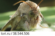 Мохнатая бабочка Бражник (Sphingidae) с зелеными глазами. Макросъемка. Стоковое видео, видеограф Mixail59 / Фотобанк Лори
