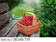 basket of ripe juicy red currants on the background of green leaves of the garden. The red currant berries were collected in a basket and left on the bench. Стоковое фото, фотограф Оксана Медведева / Фотобанк Лори